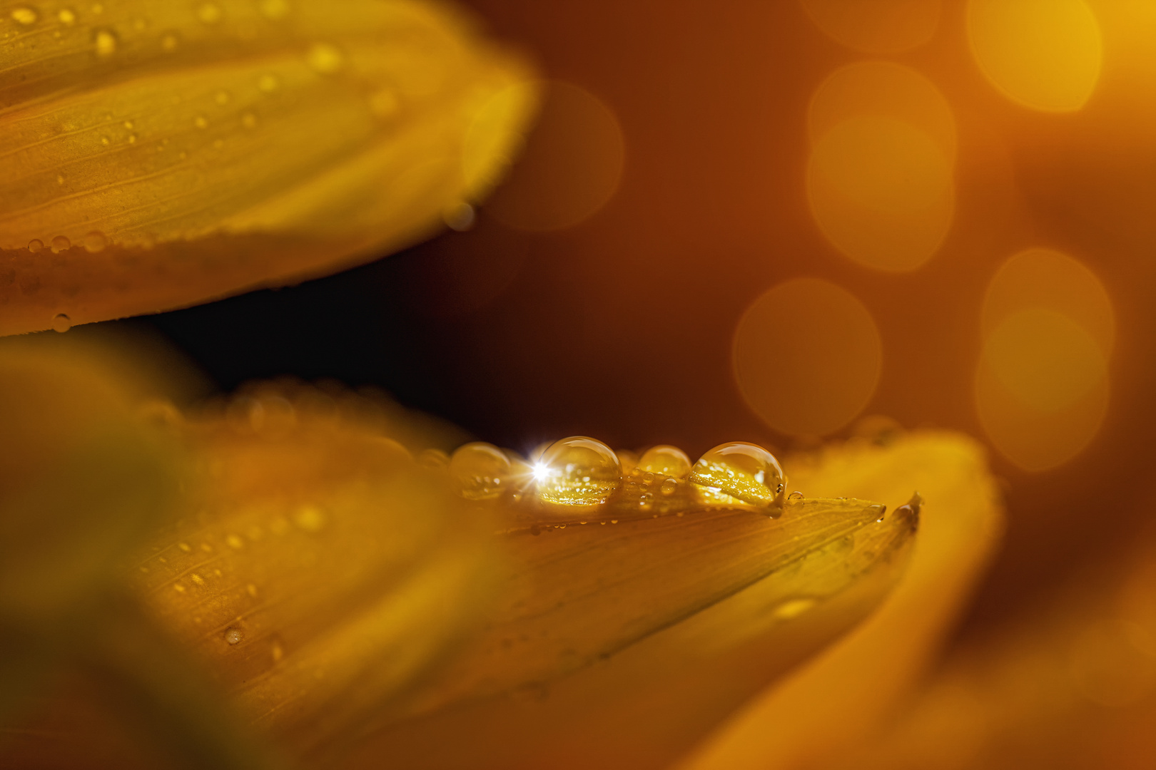 Sonnenblume an einem Regentag 