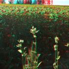 Sonnenblume Anaglyph 05