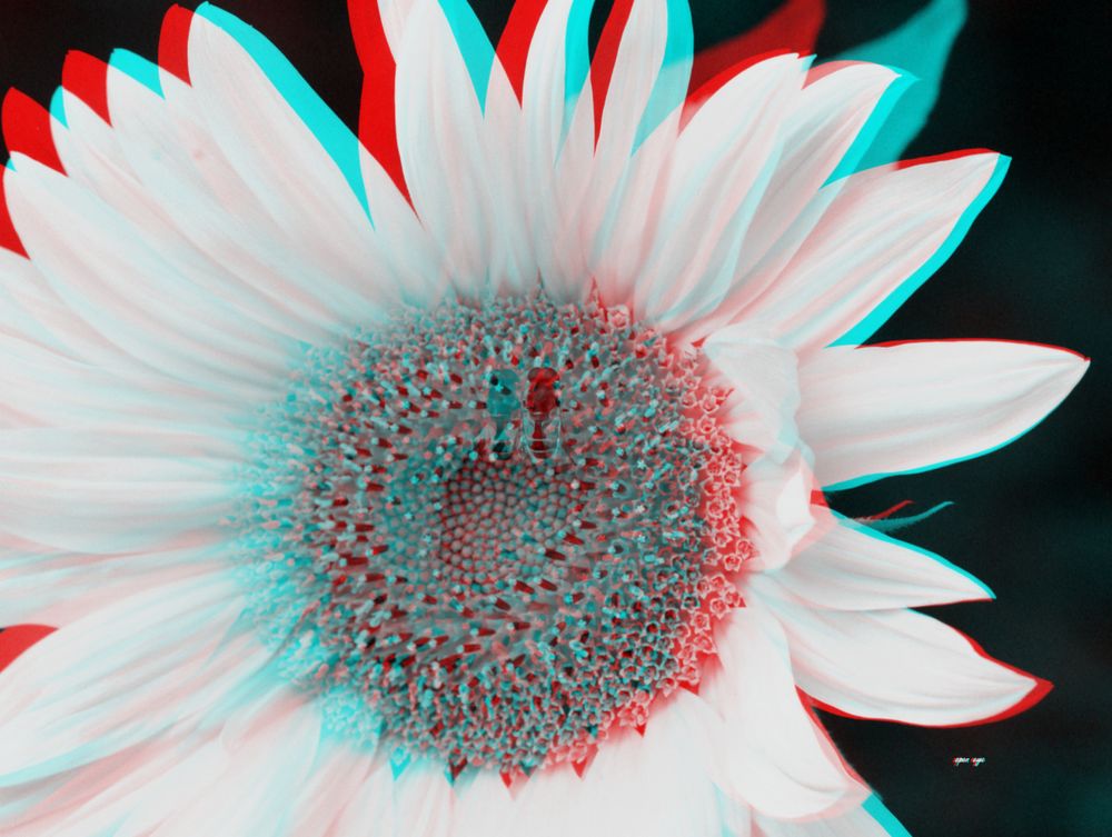 Sonnenblume - Anaglyphen