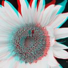 Sonnenblume - Anaglyphen