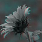  Sonnenblume - Anaglyphen