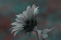  Sonnenblume - Anaglyphen