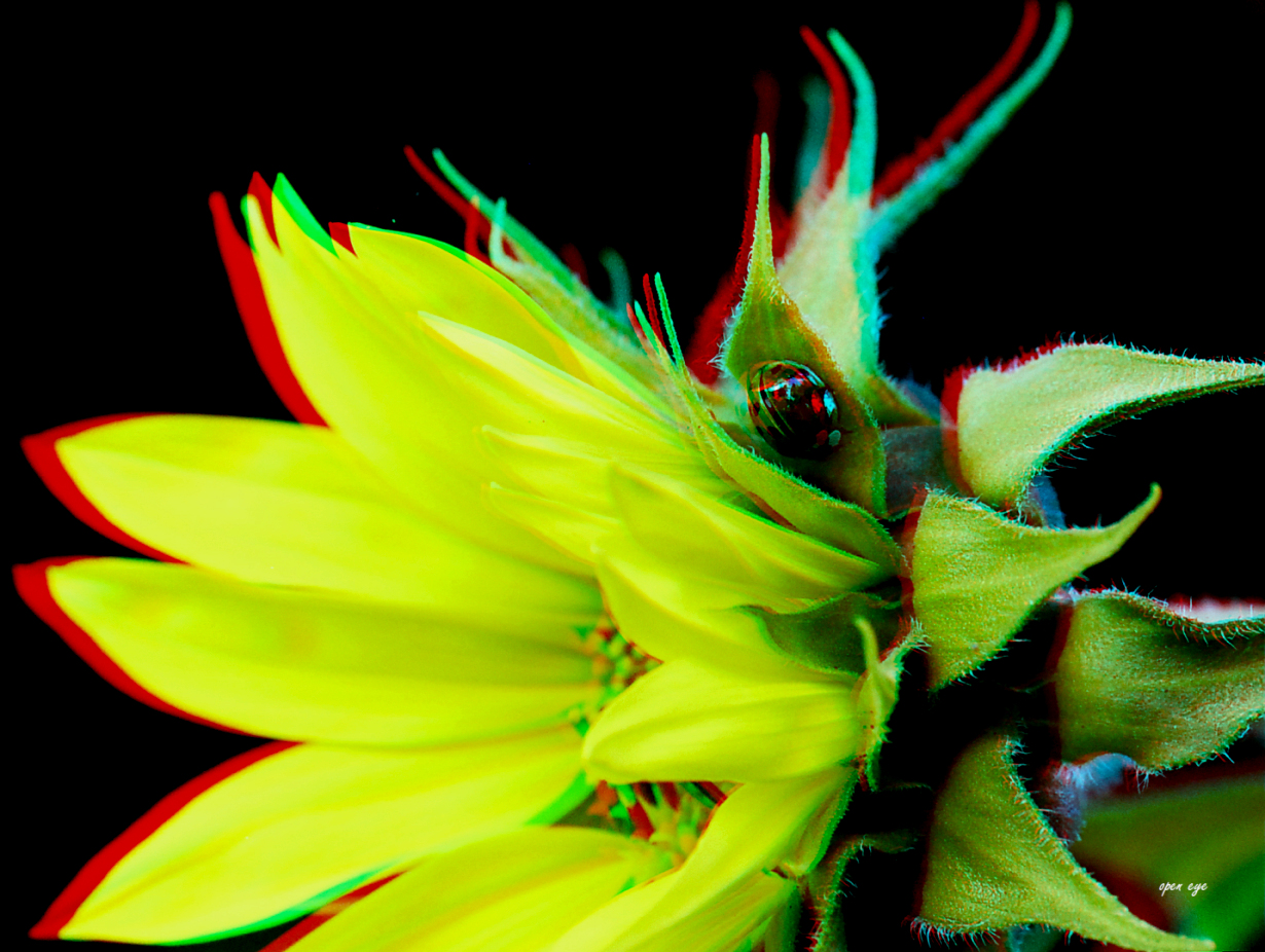 Sonnenblume - Anaglyphen