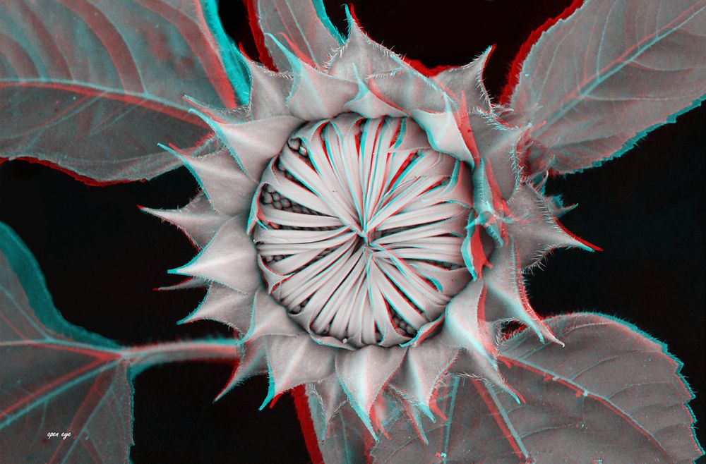 Sonnenblume - Anaglyphen