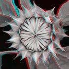 Sonnenblume - Anaglyphen