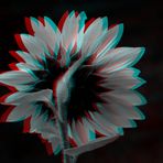 Sonnenblume - Anaglyphen