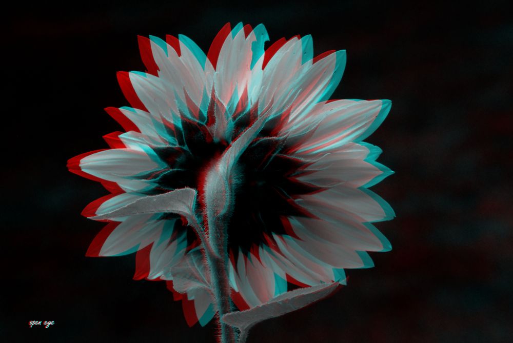 Sonnenblume - Anaglyphen