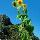 Sonnenblume - Annäherung an ein Phänomen  / Girasole - approccio a un fenomeno  (1)