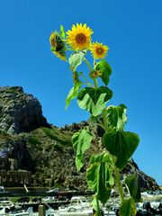 Sonnenblume - Annäherung an ein Phänomen  / Girasole - approccio a un fenomeno  (1)