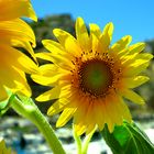 Sonnenblume - Annäherung an ein Phänomen  / Girasole - approccio a un fenomeno  (3)