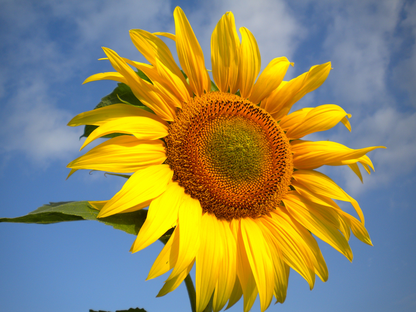 Sonnenblume auch bei Regen schöön...