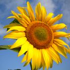 Sonnenblume auch bei Regen schöön...