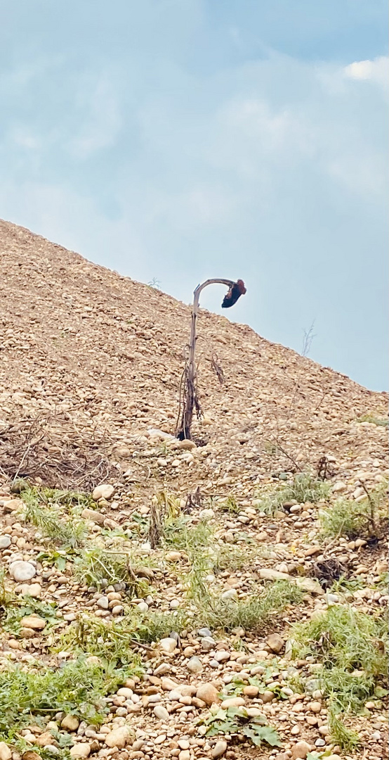 Sonnenblume auf Baustelle 