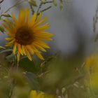 Sonnenblume auf Bienenwiese