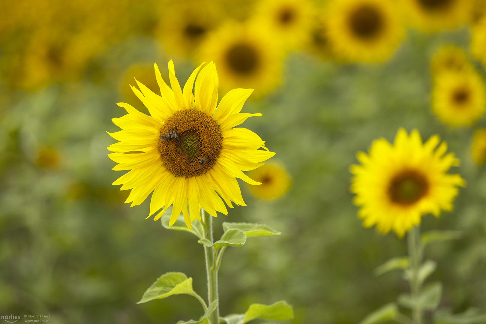 Sonnenblume auf dem Feld