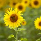 Sonnenblume auf dem Feld