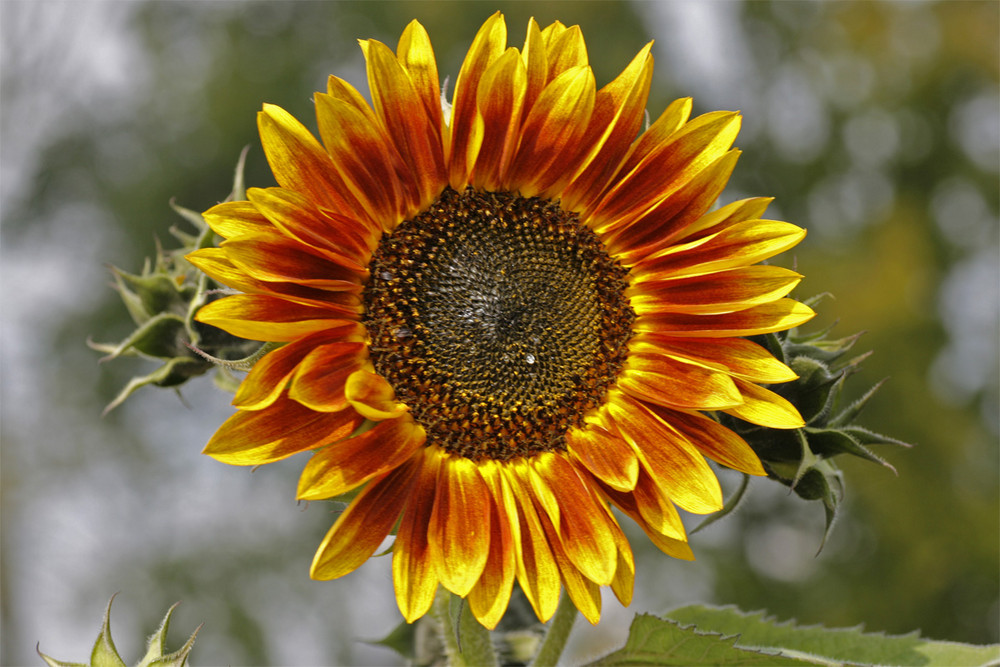 Sonnenblume auf der BUGA 2009