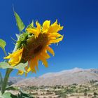 Sonnenblume auf der Lassithi Hochebene