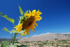 Sonnenblume auf der Lassithi Hochebene