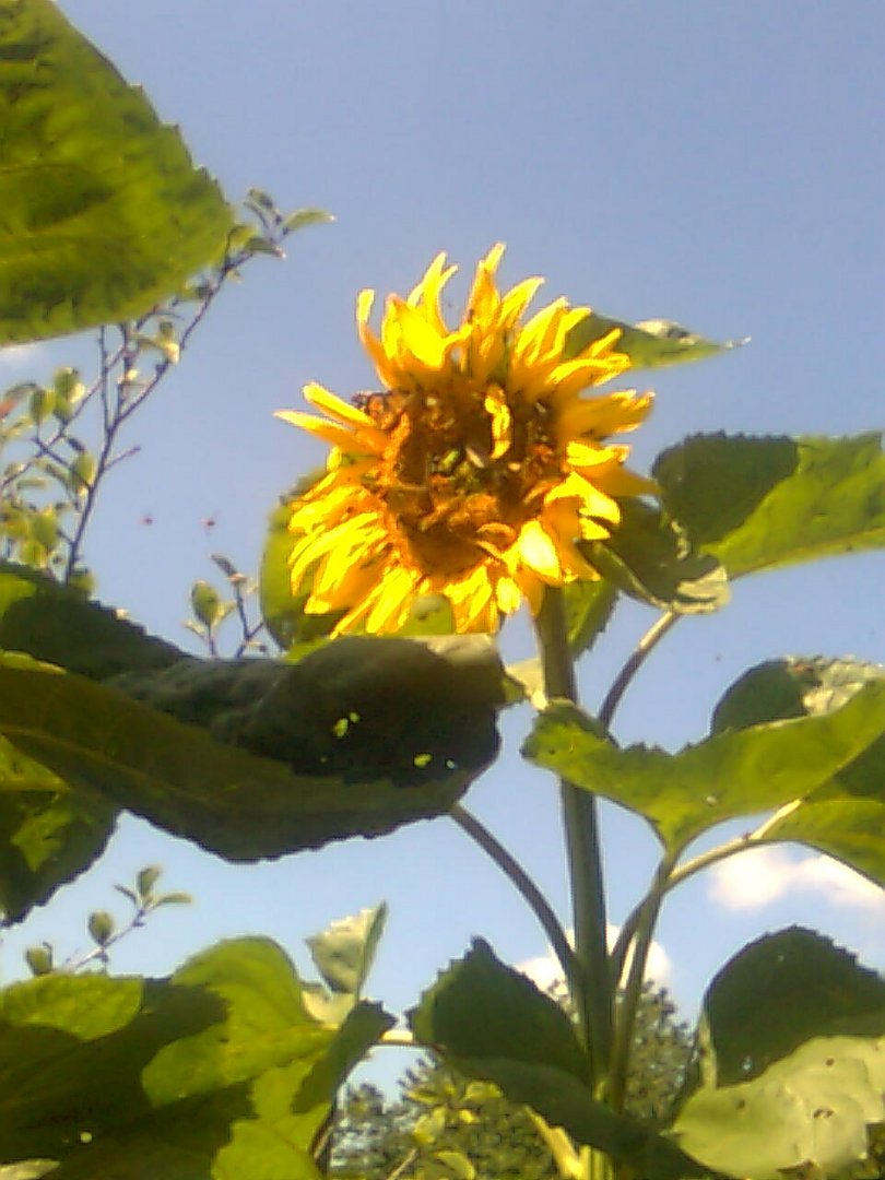 Sonnenblume auf Hiddensee