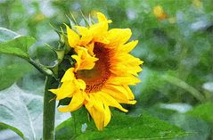 Sonnenblume auf Sackleinen -