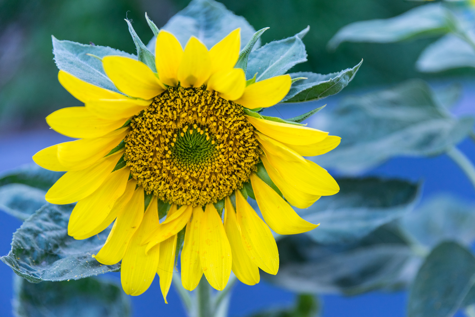 Sonnenblume auf Santorin