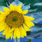 Sonnenblume auf Santorin/Griechenland