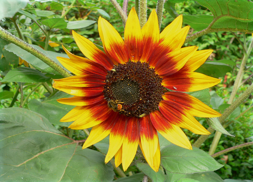 Sonnenblume aus Amrum