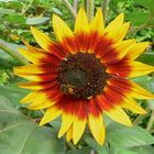 Sonnenblume aus Amrum