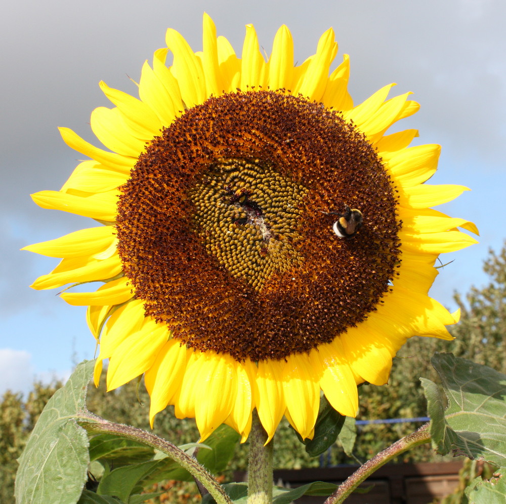 Sonnenblume aus dem eigenen Garten