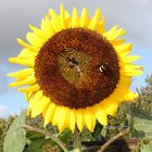 Sonnenblume aus dem eigenen Garten