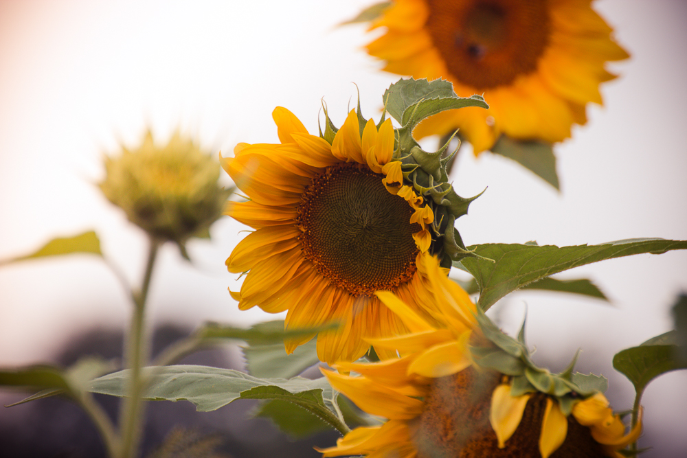 Sonnenblume aus der Schweiz