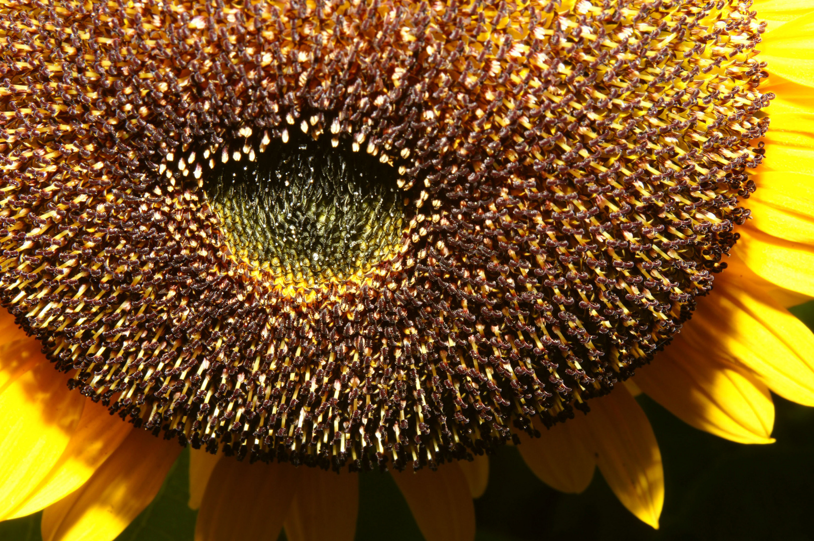 Sonnenblume aus der Vogelperspektive