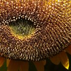 Sonnenblume aus der Vogelperspektive