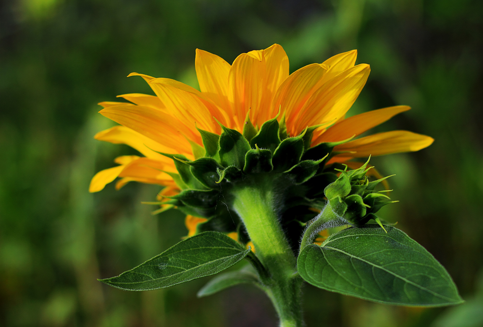 Sonnenblume aus einer anderen Perspektive
