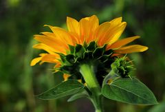 Sonnenblume aus einer anderen Perspektive