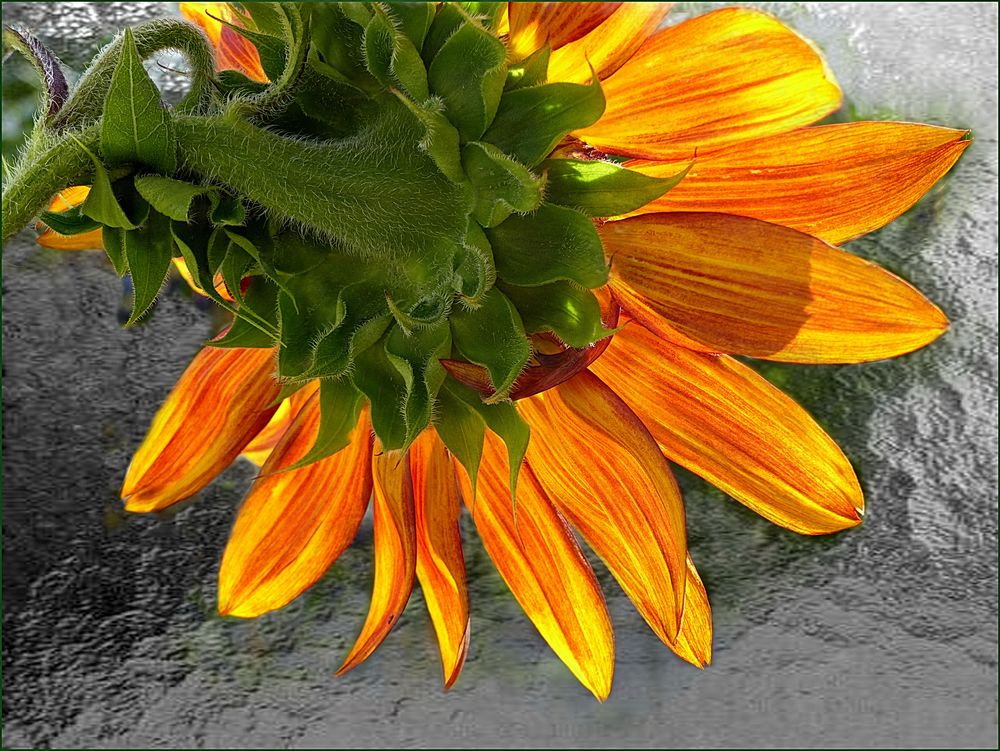  Sonnenblume aus Nachbar-Garten 