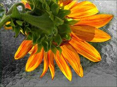  Sonnenblume aus Nachbar-Garten 