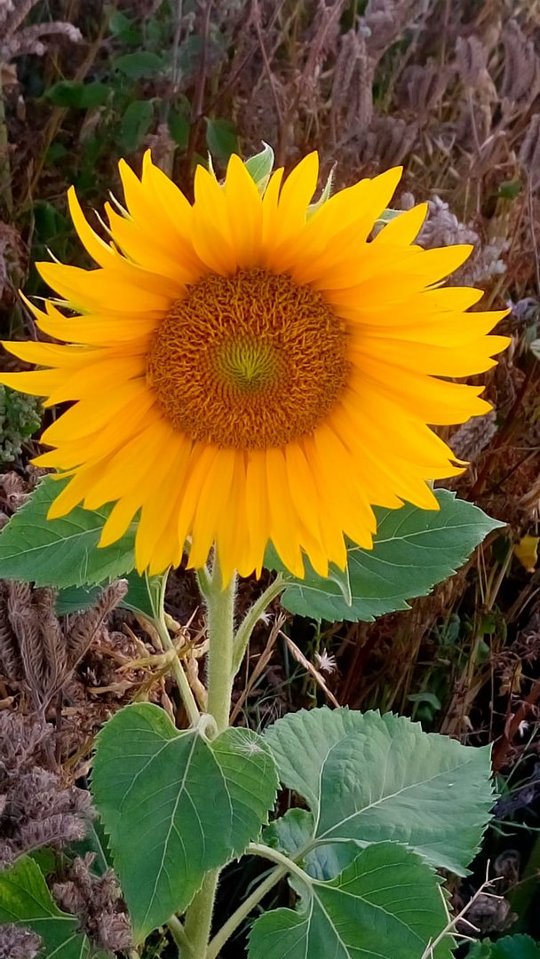 Sonnenblume