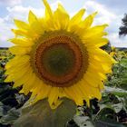 Sonnenblume