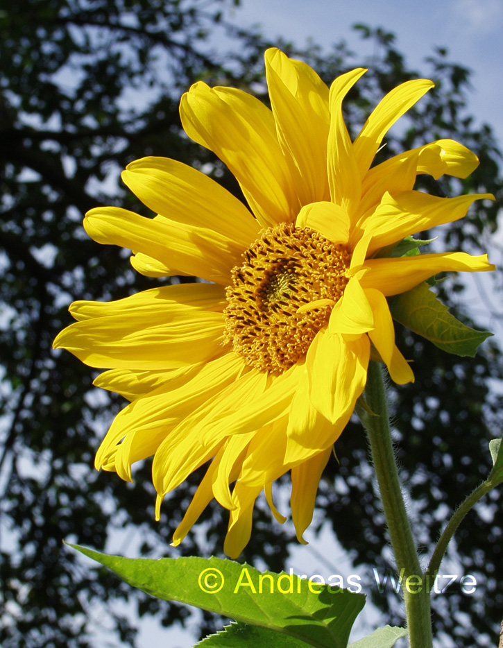 Sonnenblume