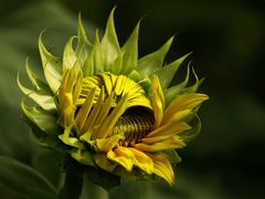 Sonnenblume...