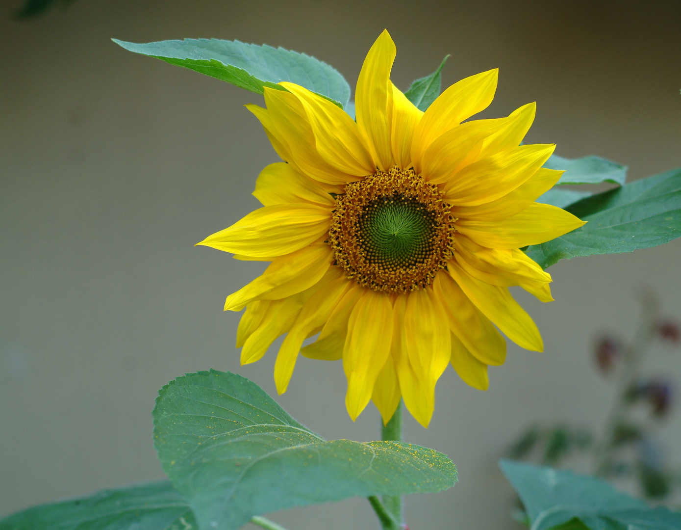 Sonnenblume