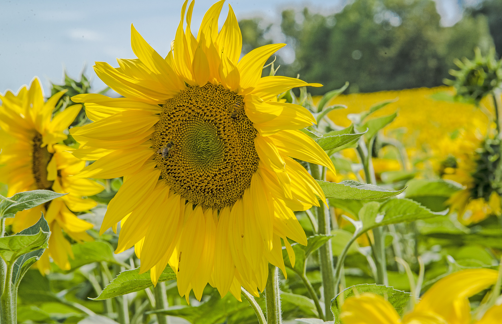 Sonnenblume