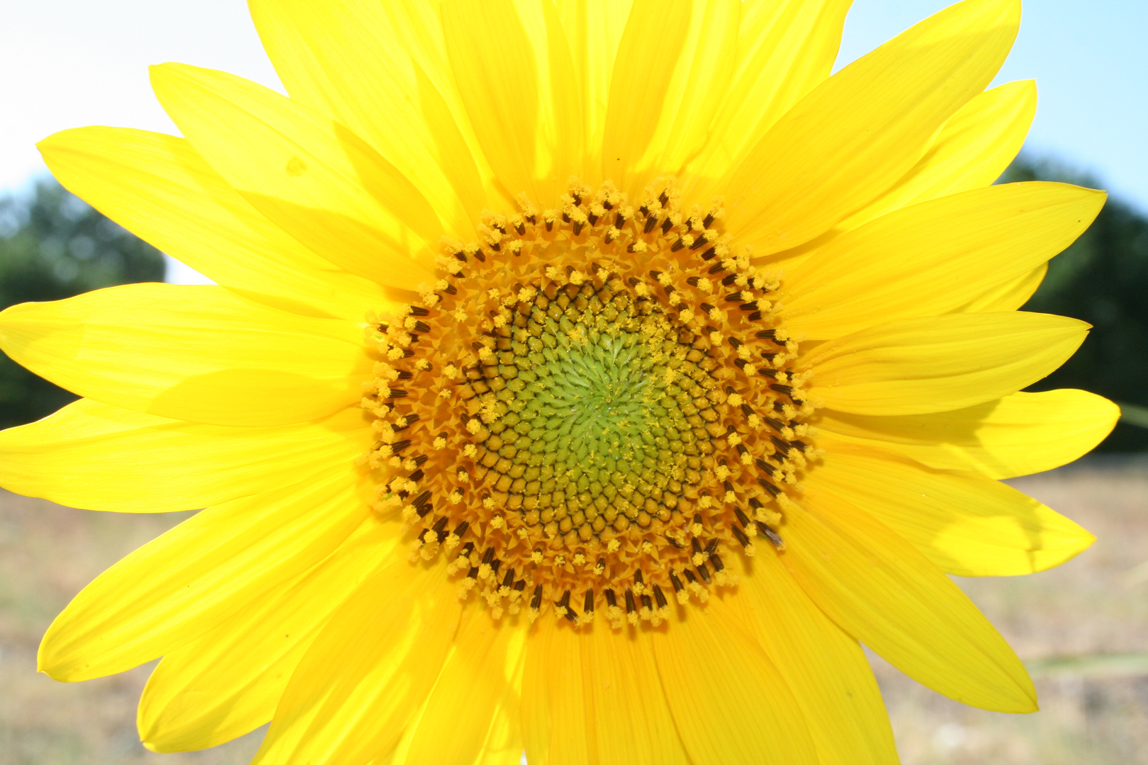 Sonnenblume