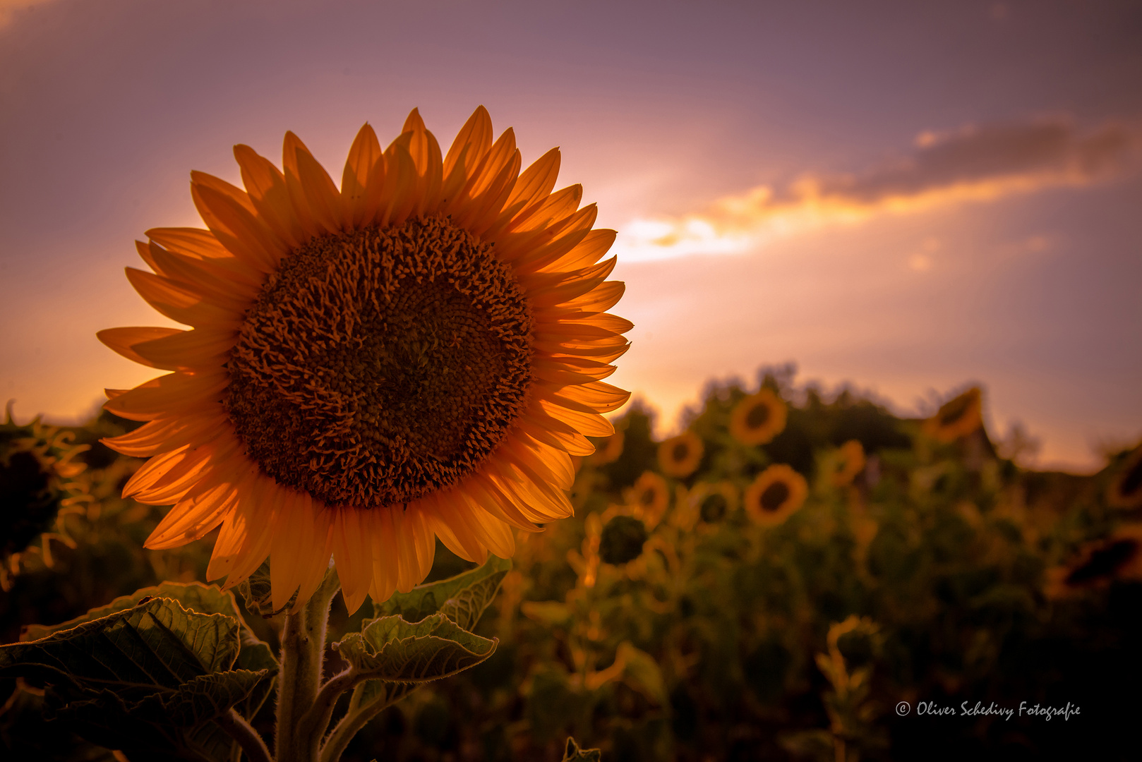 Sonnenblume