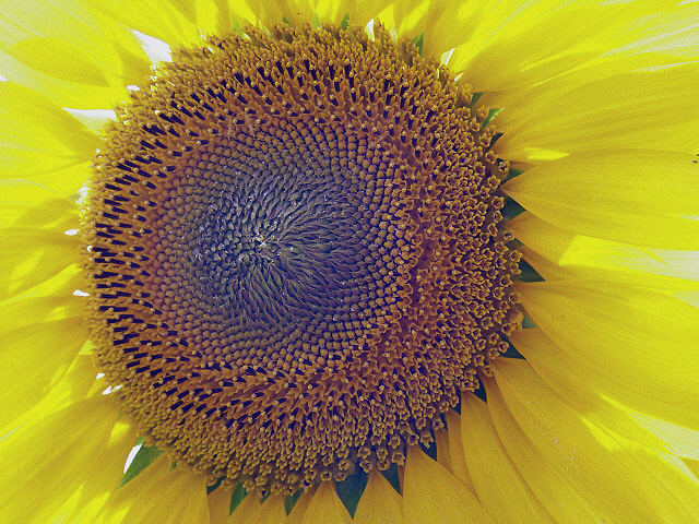 Sonnenblume....