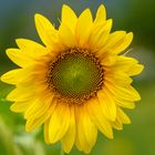 Sonnenblume