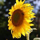 Sonnenblume