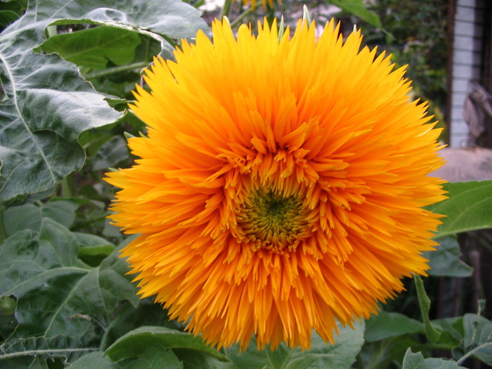 Sonnenblume